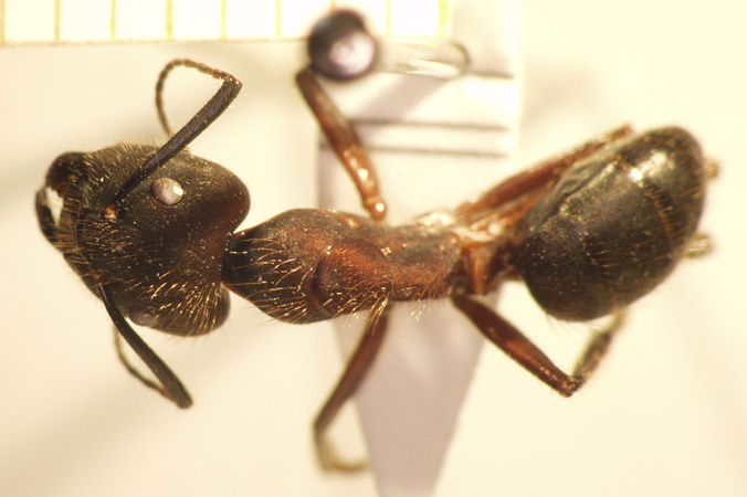 Camponotus 73 dorsal