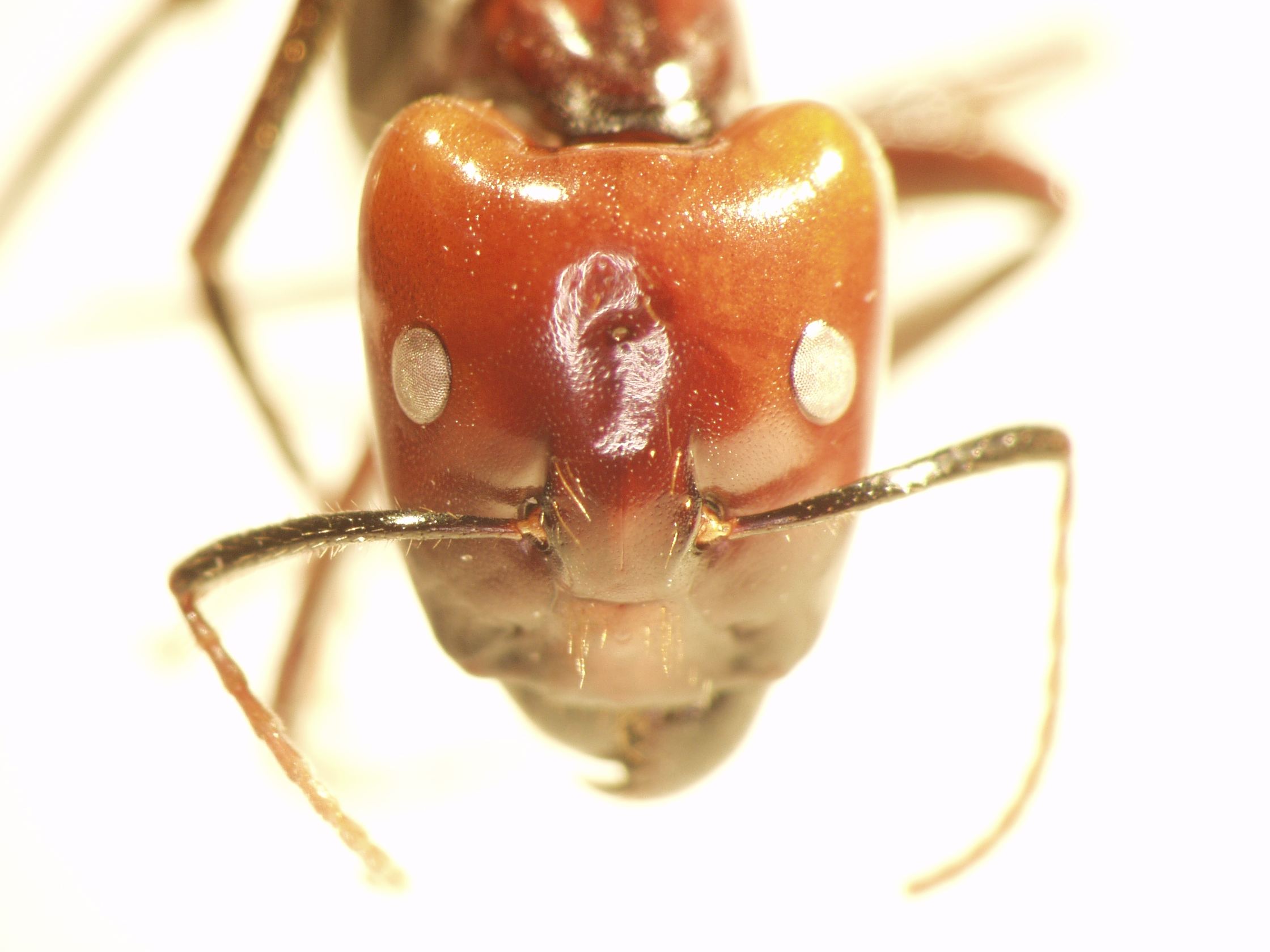 Camponotus 74 frontal