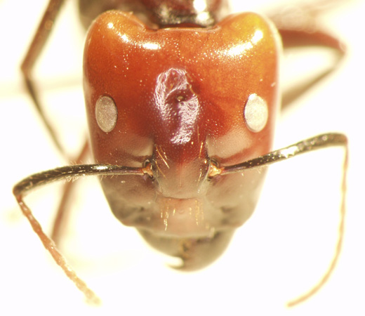 Camponotus 74 frontal