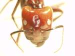 Camponotus 74 frontal