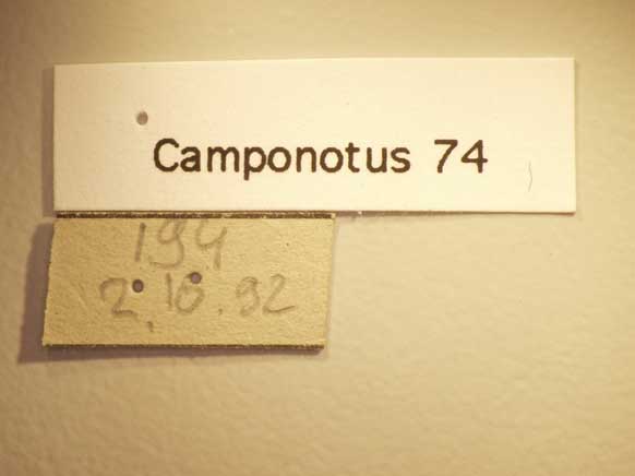 Camponotus 74 Label