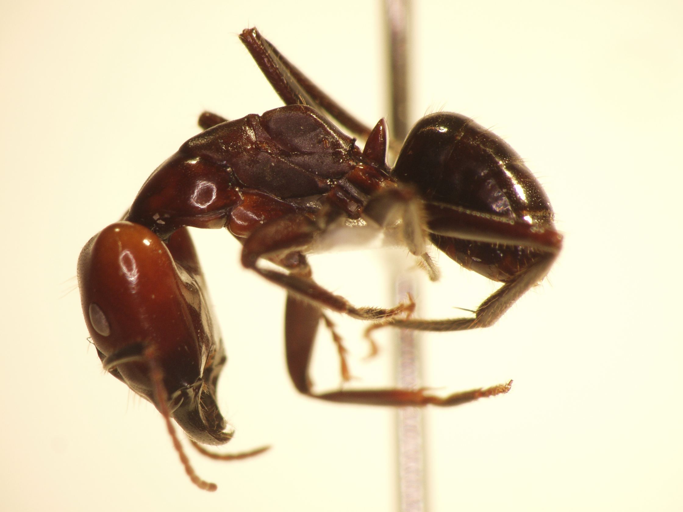 Camponotus 74 lateral