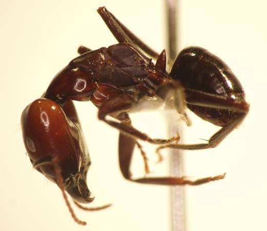 Camponotus 74 lateral