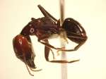Camponotus 74 lateral