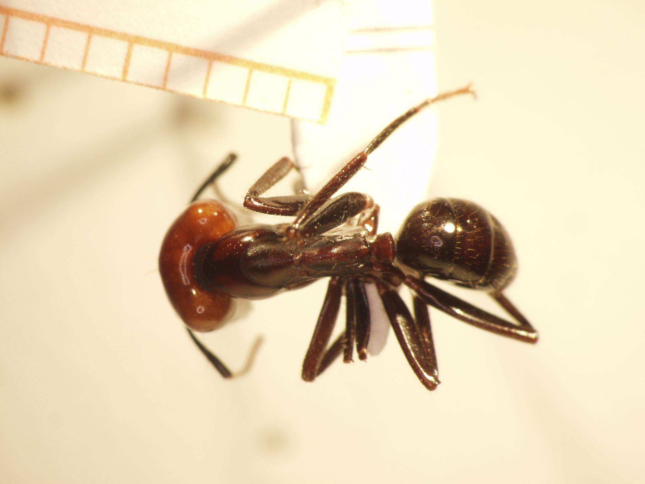 Camponotus 74 dorsal