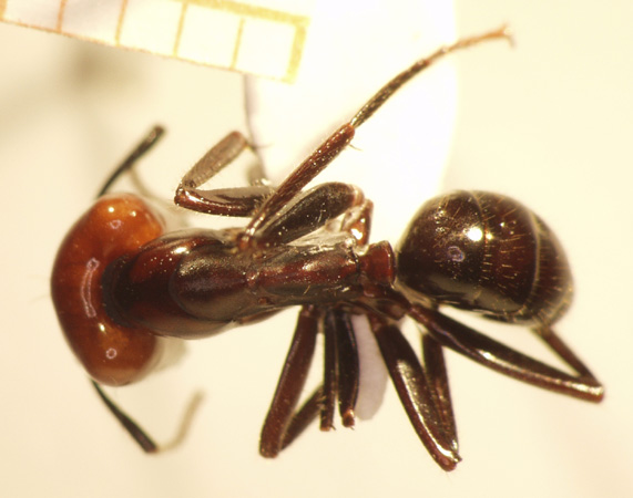 Camponotus 74 dorsal