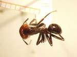 Camponotus 74 dorsal