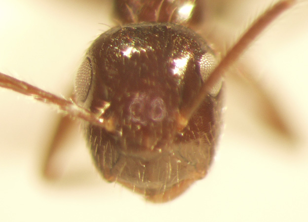 Camponotus 75 frontal
