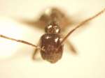 Camponotus 75 frontal