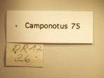 Camponotus 75 Label