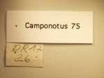 Camponotus 75 Label