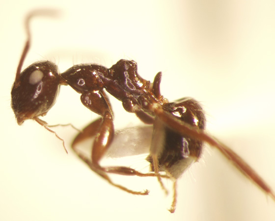 Camponotus 75 lateral