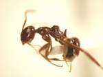 Camponotus 75 lateral