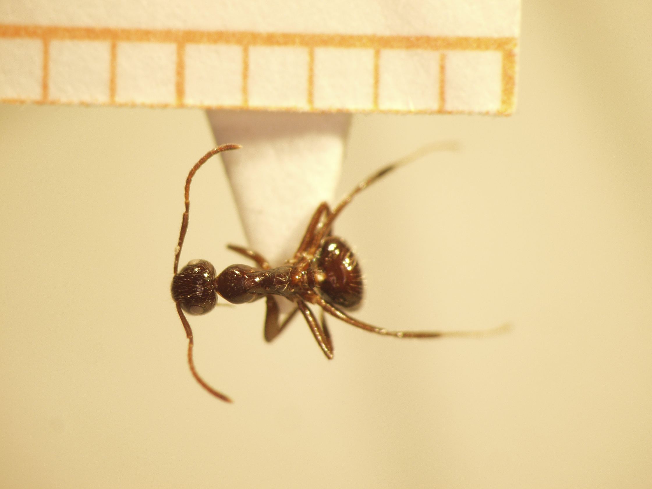 Camponotus 75 dorsal