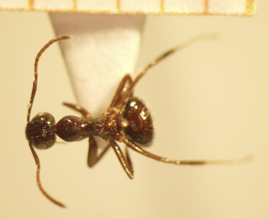 Camponotus 75 dorsal