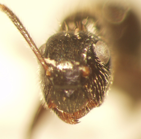 Camponotus 8 frontal