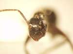 Camponotus 8 frontal