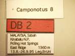 Camponotus 8 Label
