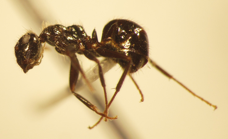 Camponotus 8 lateral