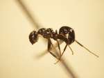 Camponotus 8 lateral