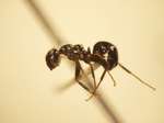 Camponotus 8 lateral