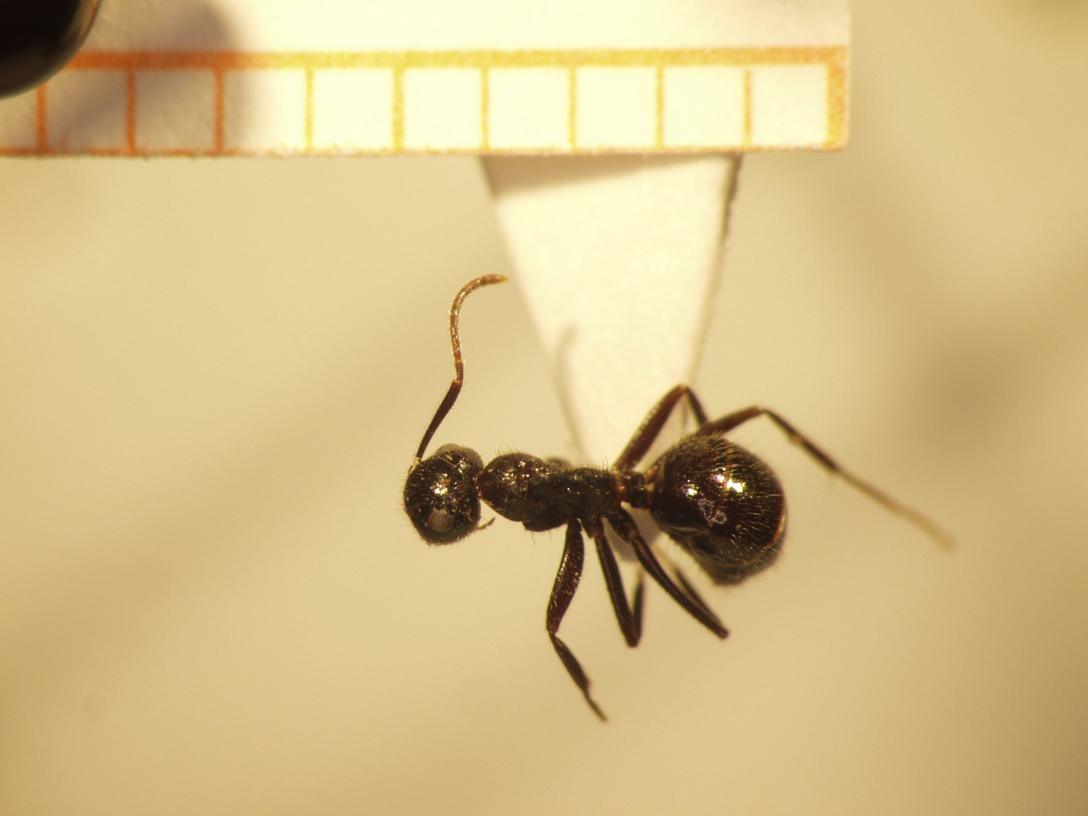 Camponotus 8 dorsal