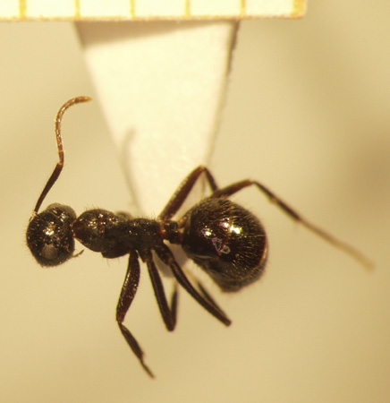 Camponotus 8 dorsal