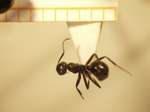 Camponotus 8 dorsal