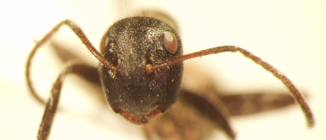 Camponotus 9 frontal