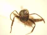 Camponotus 9 frontal