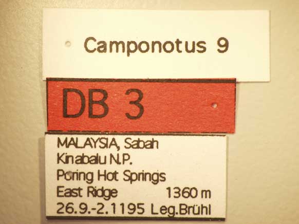 Camponotus 9 Label