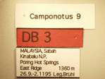 Camponotus 9 Label