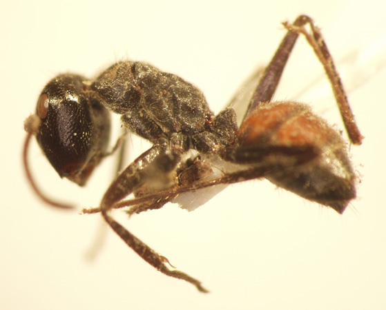 Camponotus 9 lateral