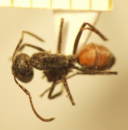 Camponotus 9 dorsal