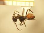Camponotus 9 dorsal