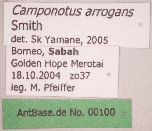 Camponotus arrogans Smith, 1858 Label