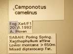 Camponotus camelinus Smith,1857 Label