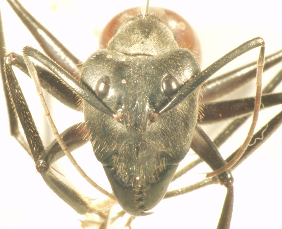 Camponotus gigas Latreille,1802 frontal