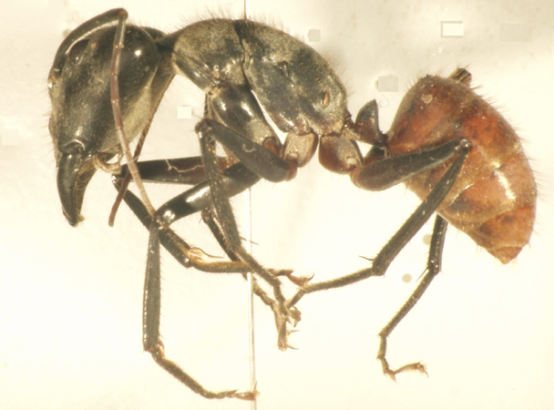 Camponotus gigas Latreille,1802 lateral