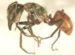 Camponotus gigas Latreille,1802 lateral