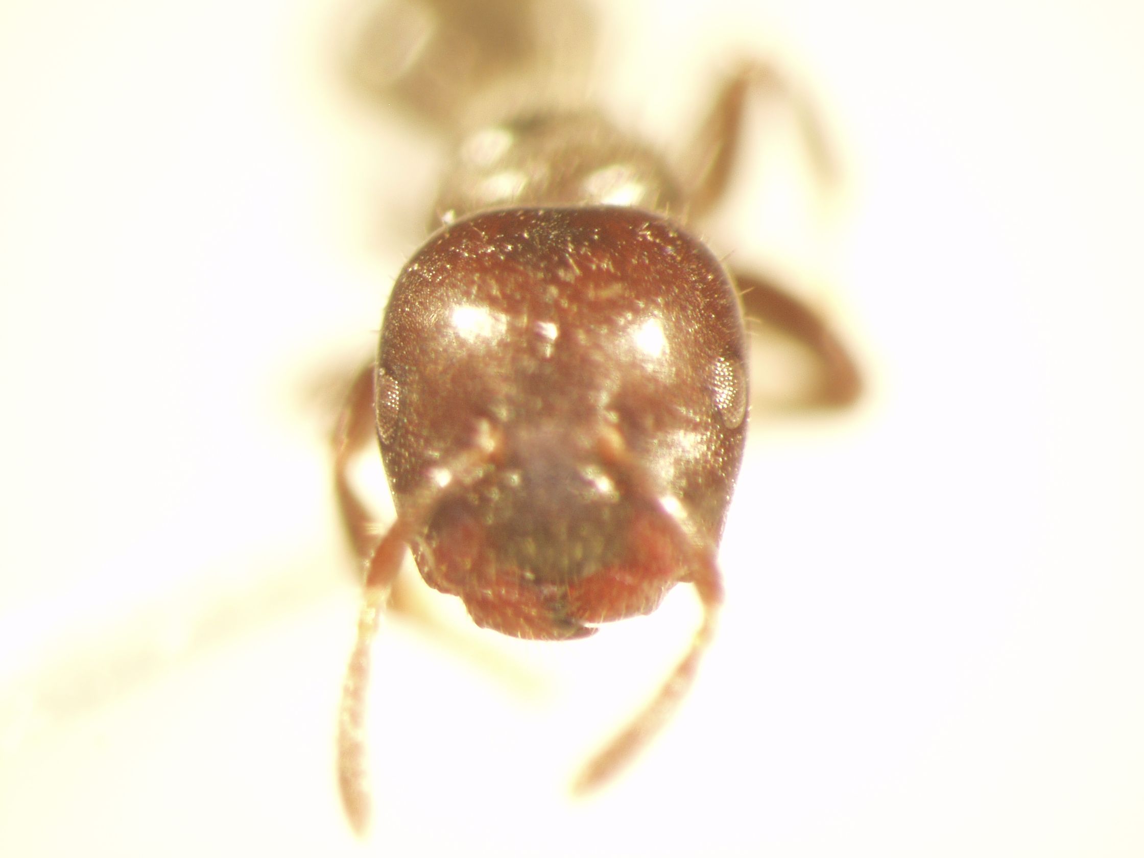 Cladomyrma 1 frontal