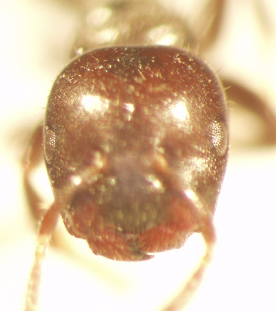 Cladomyrma 1 frontal