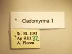 Cladomyrma 1 Label