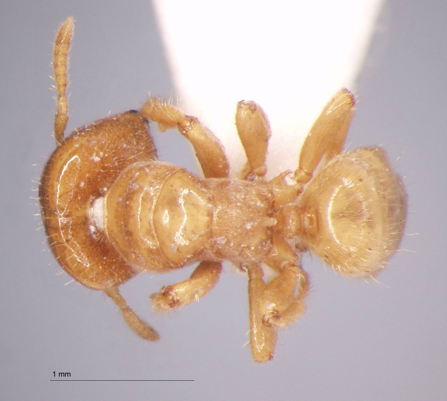 Cladomyrma crypteroniae Agosti, Moog, Maschwitz, 1999 dorsal