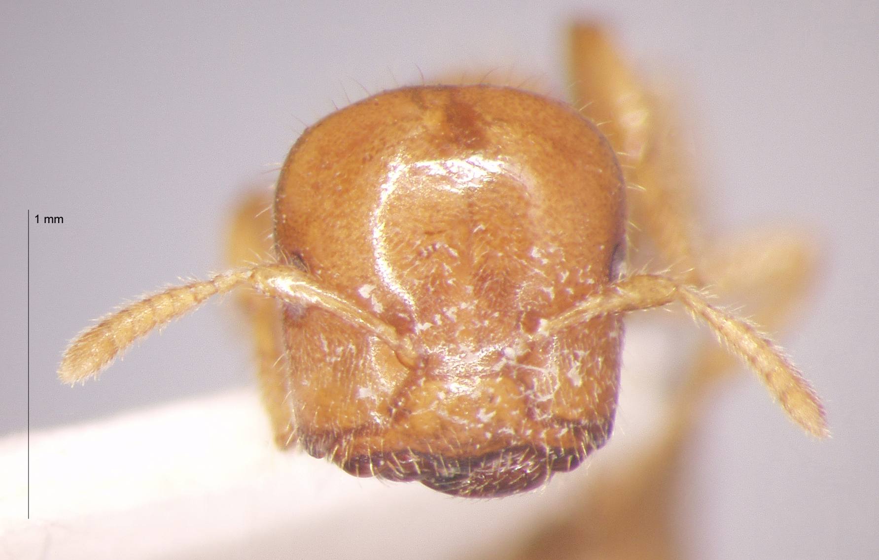 Cladomyrma crypteroniae Agosti, Moog, Maschwitz, 1999 frontal