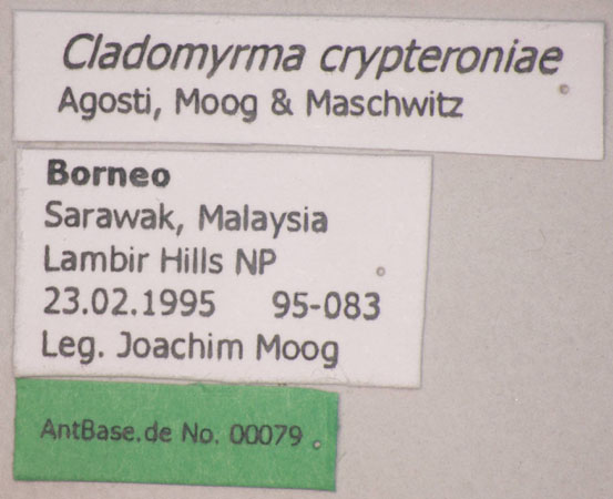 Cladomyrma crypteroniae Agosti, Moog, Maschwitz, 1999 Label