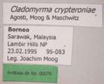 Cladomyrma crypteroniae Agosti, Moog, Maschwitz, 1999 Label