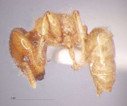 Cladomyrma crypteroniae Agosti, Moog, Maschwitz, 1999 lateral