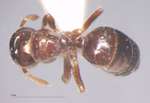 Cladomyrma dianeae Agosti, Moog, Maschwitz, 1999 dorsal