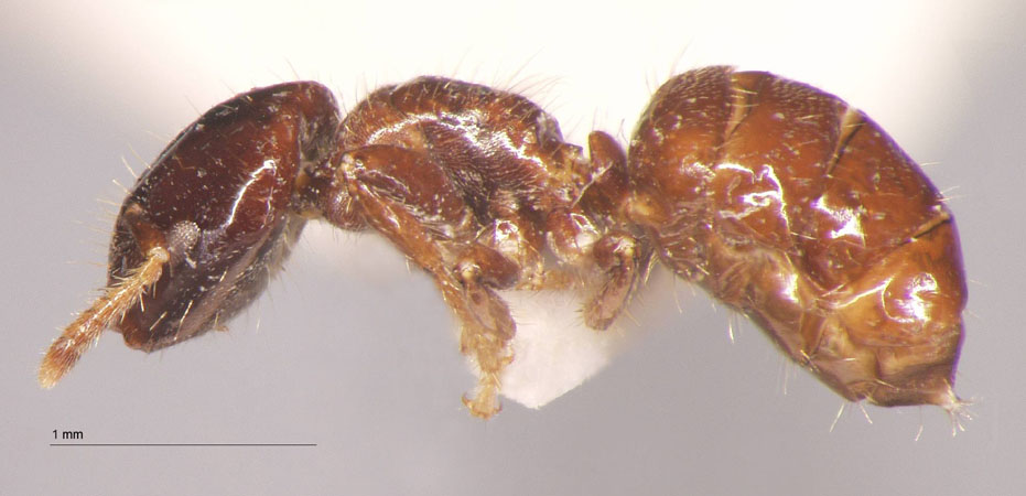 Cladomyrma hewitti Wheeler, 1910 lateral